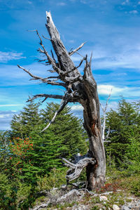 Low angle view of driftwood on tree against sky