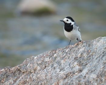 Close-up of bird perching on rock