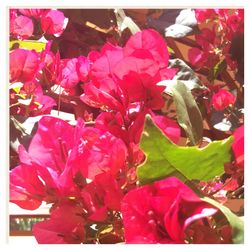 Close-up of pink flowers