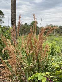 Close-up of plants growing on land