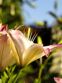 Close-up of pink flowers