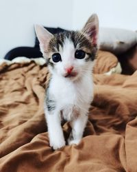 Portrait of kitten on bed at home