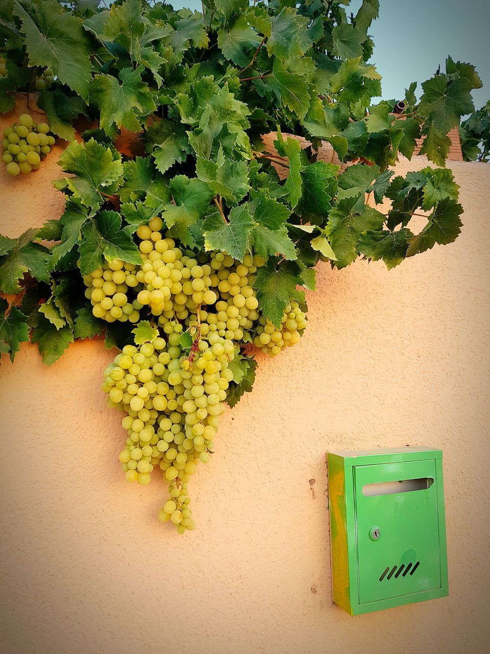 CLOSE-UP OF GREEN PLANT ON WALL