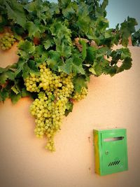 Close-up of green plant against wall