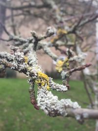 Close-up of flower tree