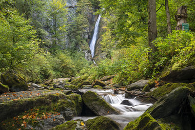 Scenic view of waterfall in forest