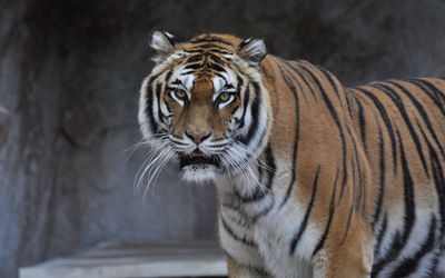 Portrait of tiger standing