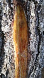 Close-up of tree trunk