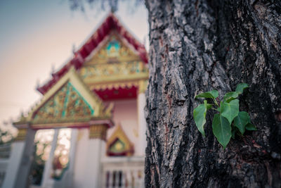 Low angle view of tree against building