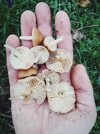 Close-up of grass in field