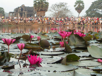 Close-up of lotus water lily in pond