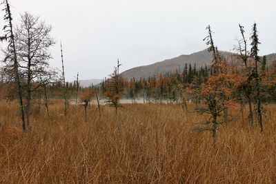 Plants growing on land against sky