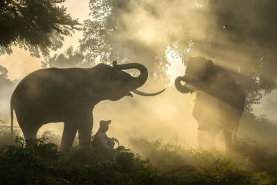 Man sitting with elephant in forest during sunrise