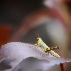 Close-up of grasshopper