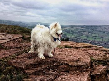 View of dog standing on rock against landscape