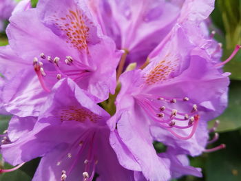 Close-up of pink flowering plant