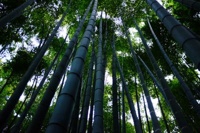 Low angle view of trees