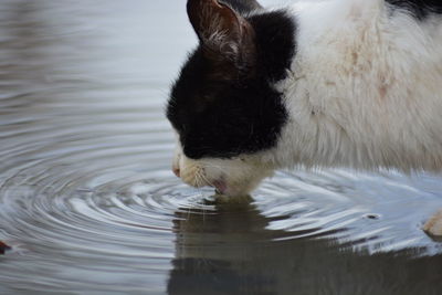 High angle view of cat drinking water