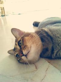 Close-up portrait of cat