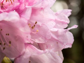 Close-up of pink flowers