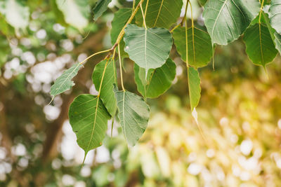 Close-up of leaves on tree