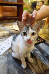 Portrait of cat sitting on floor