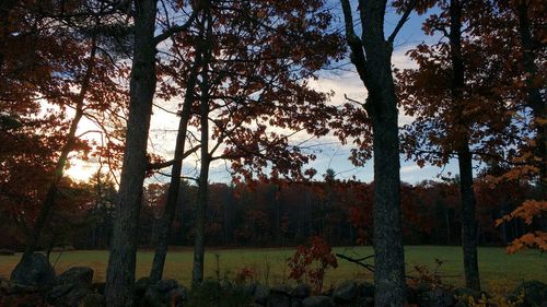 Trees on field