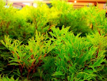 Close-up of green leaves