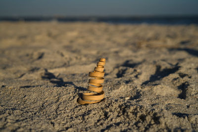 Close-up of shells on sand at beach against sky