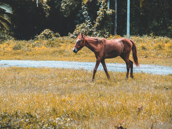 Horse standing in a lake