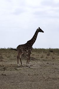 Giraffe standing on field against sky