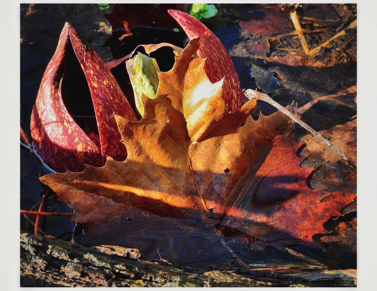 CLOSE-UP OF MAPLE LEAF