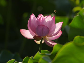 Close-up of pink water lily