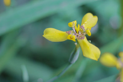 Close-up of yellow flowering plant