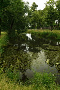 Reflection of trees in pond