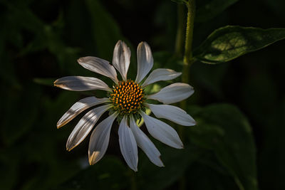 Close-up of white flowering plant