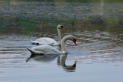 Swans swimming in lake
