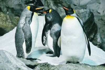 Close-up of penguins on water