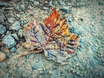 High angle view of autumn leaf on rock