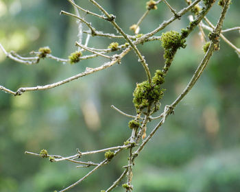 Close-up of flower buds growing on tree