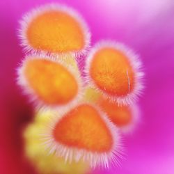 Macro shot of yellow flower