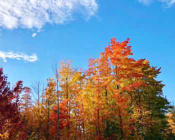 Low angle view of autumnal trees against blue sky