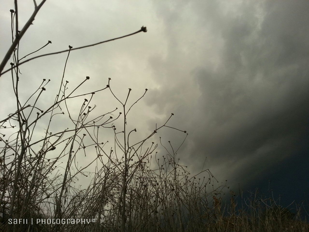 sky, cloud - sky, tranquility, cloudy, nature, growth, tranquil scene, beauty in nature, plant, low angle view, scenics, field, cloud, silhouette, tree, overcast, grass, outdoors, weather, no people