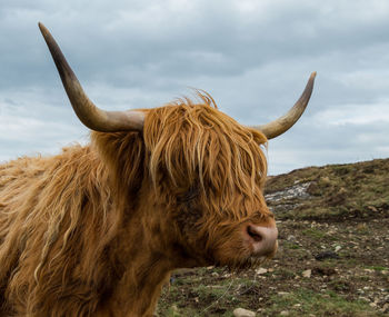 Cattle against mountains and cloudy sky in scotland 