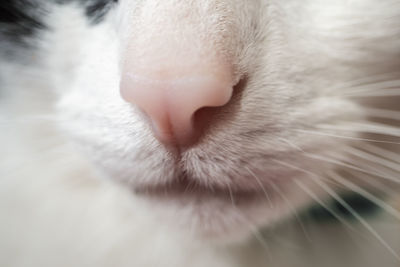 Close-up of cat