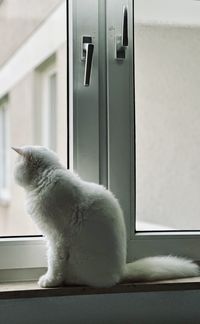 Cat sitting on floor at home