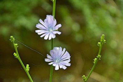 Close-up of purple flowering plant