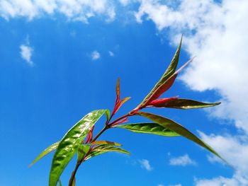 Low angle view of plant against blue sky