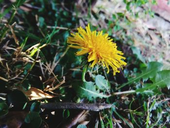 Close-up of yellow flower