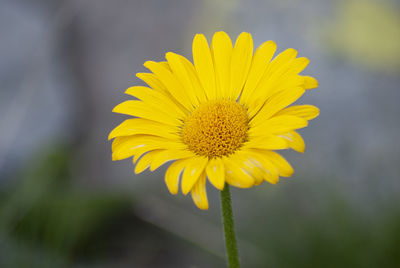 Close-up of yellow flower